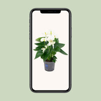 Anthurium andraeanum Bianco - Ø12cm - ↕45cm