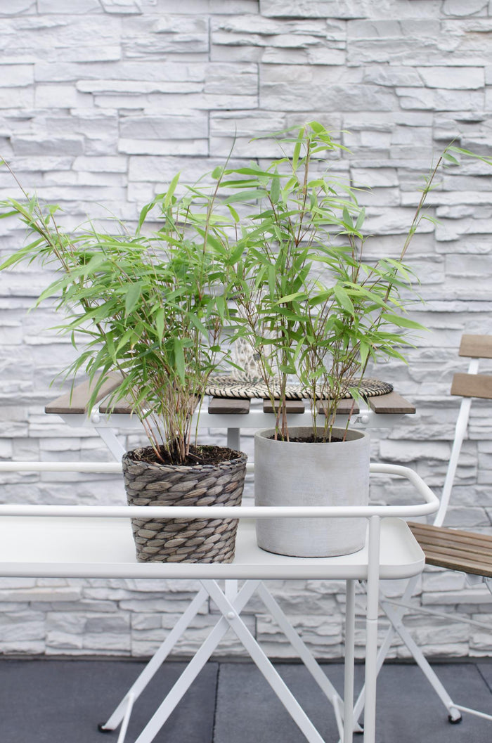 Fargesia rufa - 12 plants - Ø14cm ↨40cm