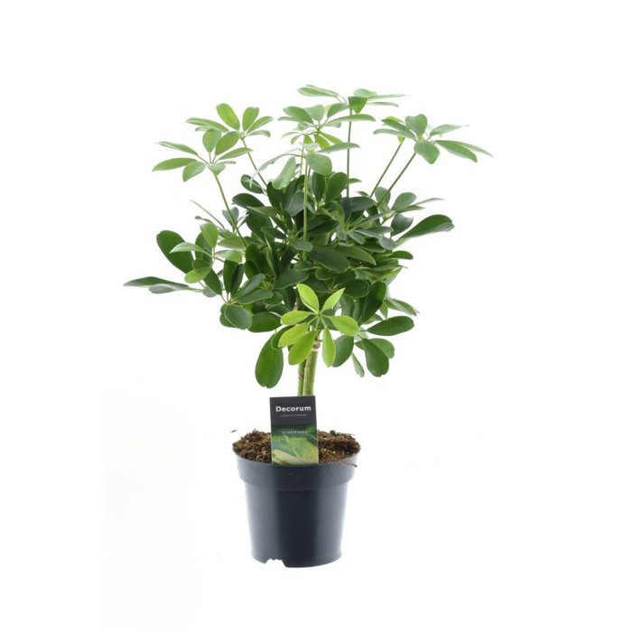 Schefflera compacta 'Nora' - Ø14cm - ↕50cm