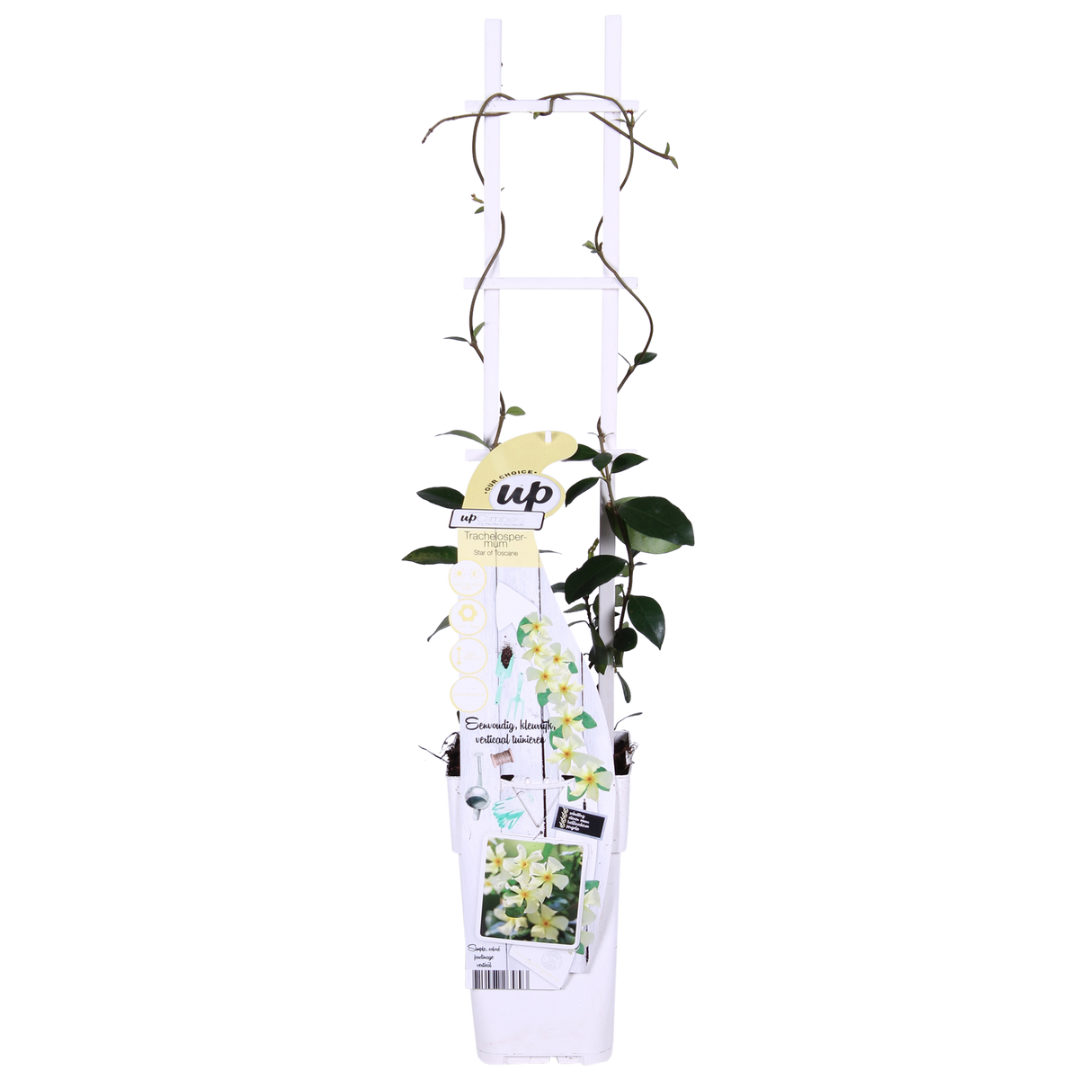 Trachelospermum 'Star of Toscana' - Gelsomino Toscano Giallo - Ø15cm - ↕65cm