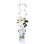 Load image into Gallery viewer, Trachelospermum &#39;Star of Toscana&#39; - Tuscan Jasmine Yellow - Ø15cm - ↕65cm
