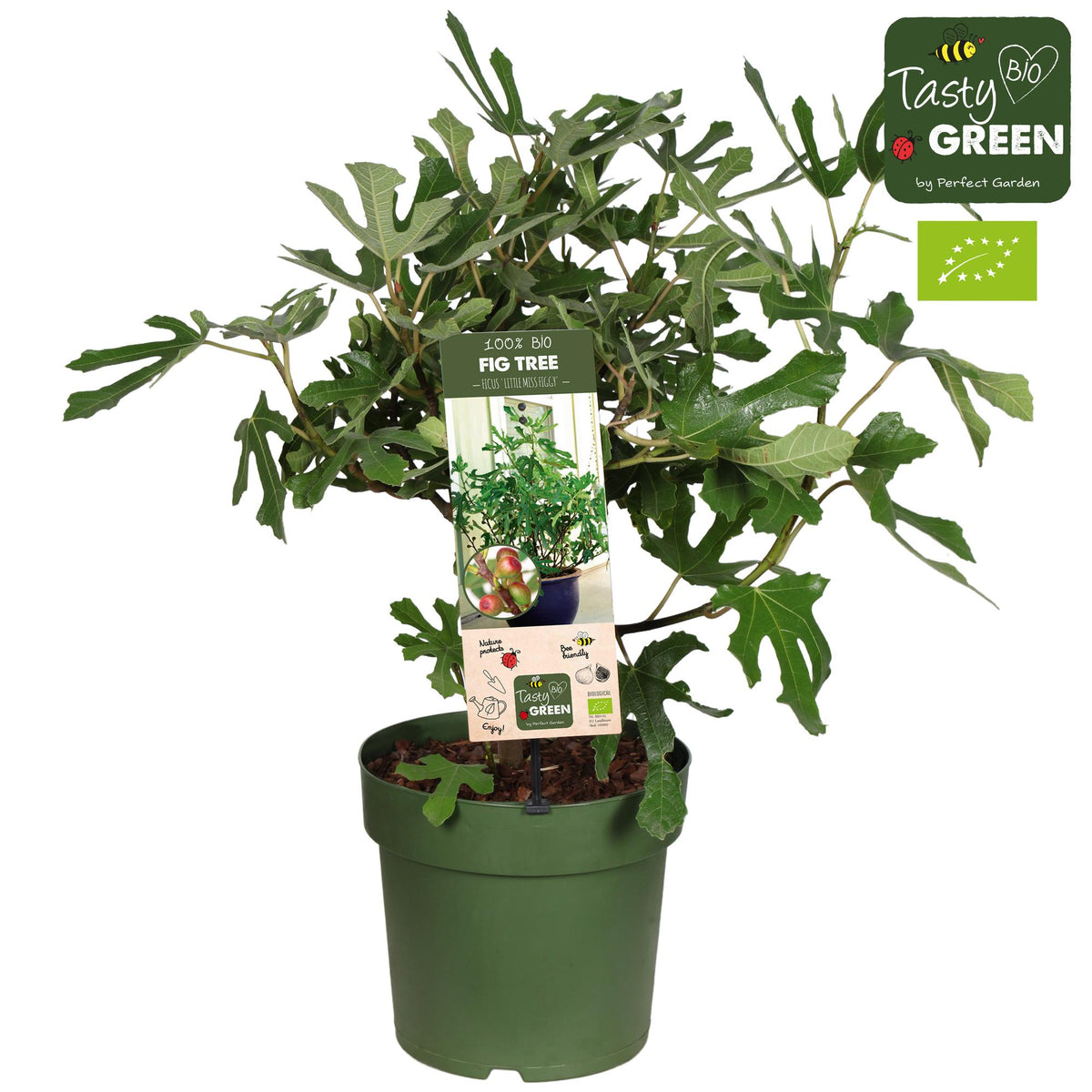 Ficus carica 'Little Miss Figgy' Bio - Ø23cm - ↕50cm