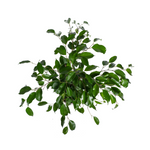 Load image into Gallery viewer, Ficus Benjamina Exotica Ø17cm - ↕60 - 80cm
