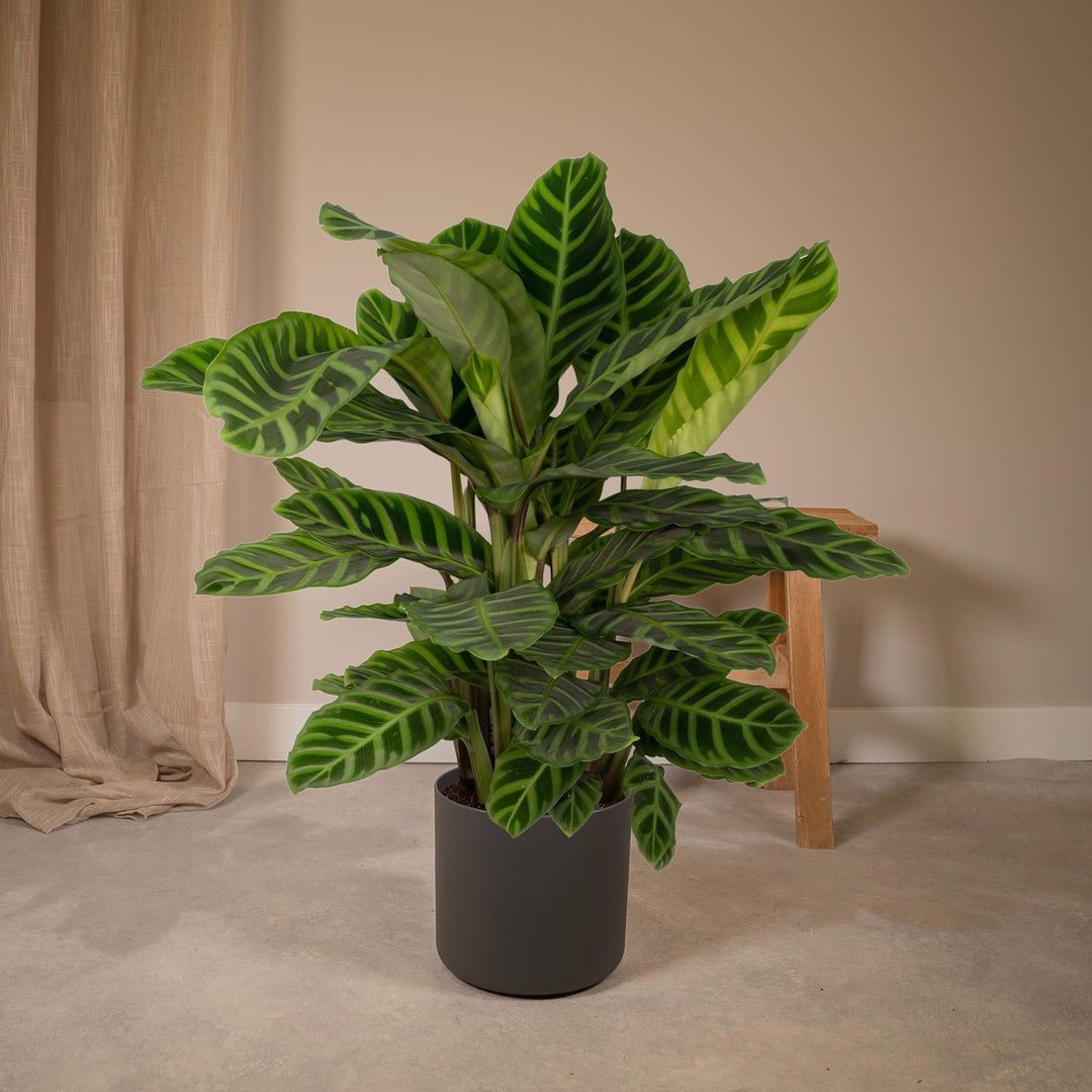 Calathea zebrina (Peacock Plant) - Ø19cm - ↕80cm