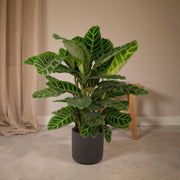 Calathea zebrina (Peacock Plant) - Ø19cm - ↕80cm