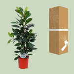 Load image into Gallery viewer, Ficus cyathistipula - Ø21cm - ↕105cm