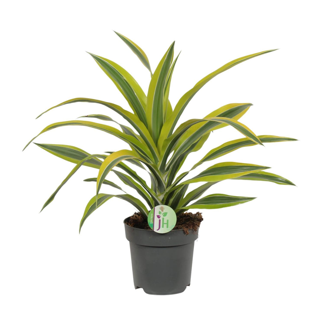 Dracaena fragrans 'Lemon Lime' - Ø17cm - ↕40cm