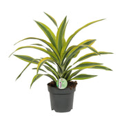 Dracaena fragrans 'Lemon Lime' - Ø17cm - ↕40cm