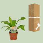 Load image into Gallery viewer, Asplenium nidus - Ø12cm - ↕35cm