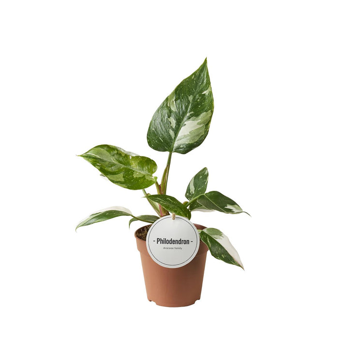 Philodendron erubescens 'White Princess' - Ø12cm - ↕30cm
