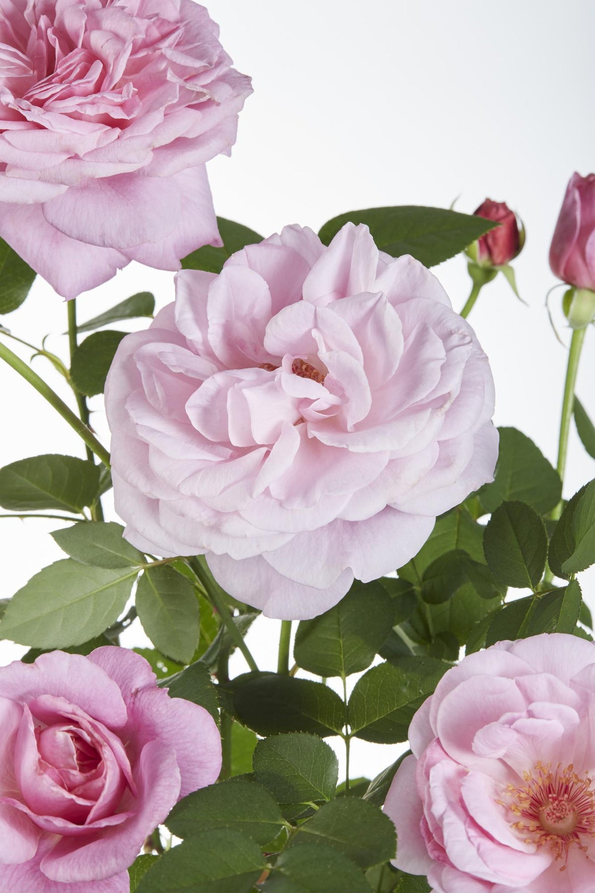 Rosa 'Crazy in love', Rosa - 3 piante - Ø15cm - ↨65cm
