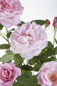 Rosa 'Crazy in love', Rosa - 3 piante - Ø15cm - ↨65cm