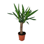 Load image into Gallery viewer, Yucca - Ø14cm - ↕60cm