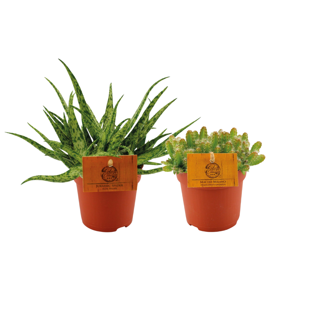 Set of 2 Plants - Aloe 'Spider' - Hylocereus undatus - Ø10,5cm - ↕15cm