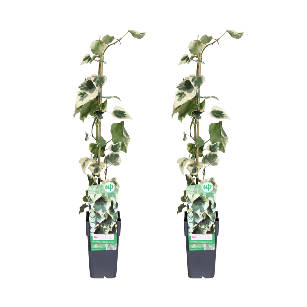 Hedera colchica (Persian Ivy) 'Dentata Variegata' - 2 piante - Ø15cm - ↕65cm