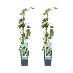 Load image into Gallery viewer, Hedera colchica Dentata Variegata - 2 pieces - Ø15cm - ↕65cm
