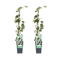 Hedera colchica (Persian Ivy) 'Dentata Variegata' - 2 piante - Ø15cm - ↕65cm