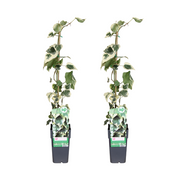 Hedera colchica Dentata Variegata - 2 pieces - Ø15cm - ↕65cm