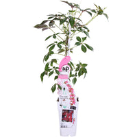 Parthenocissus henryana (Vite del Canada) - Ø15cm - ↕65cm