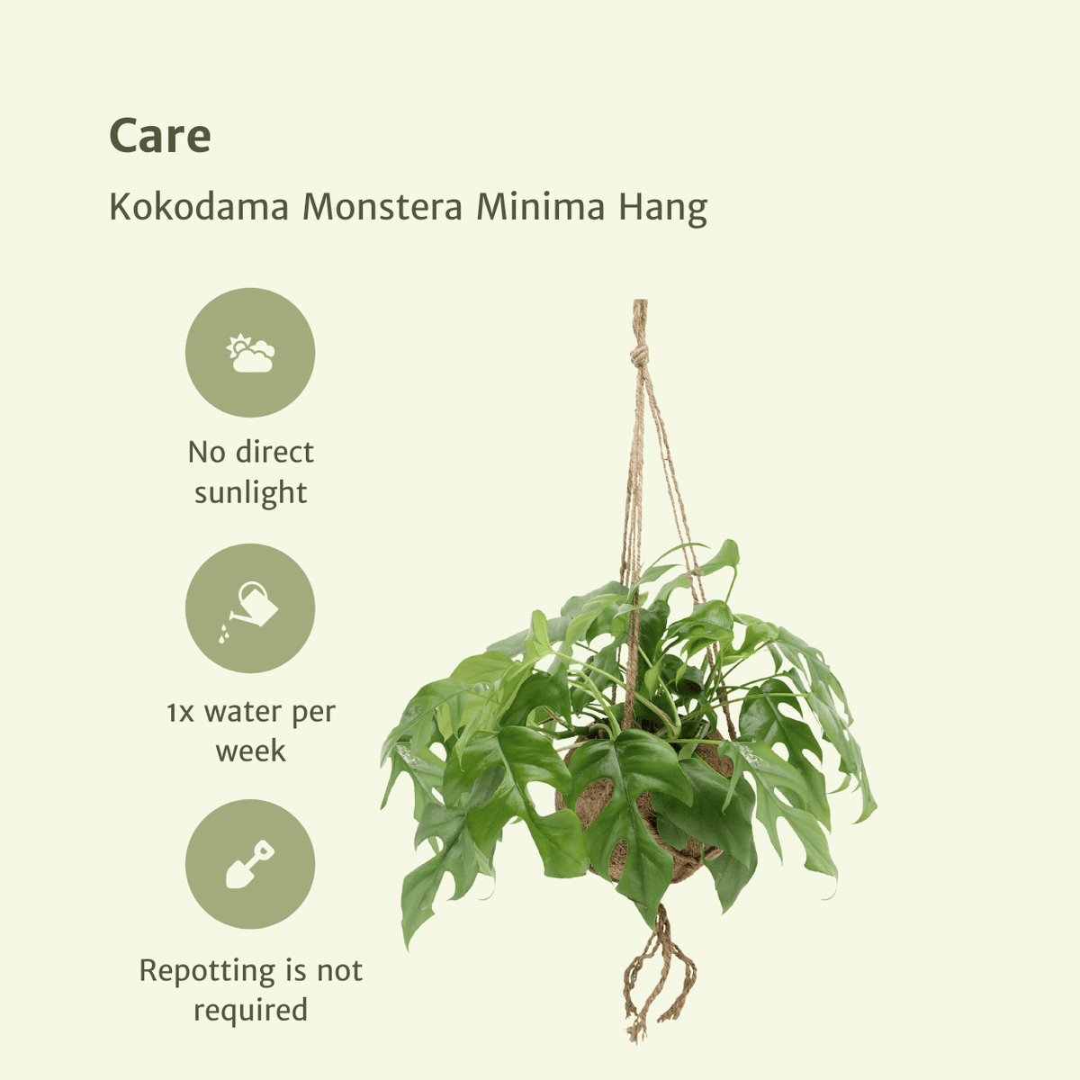 Kokedama Monstera Minima (Rhaphidophora tetrasperma) - 2 plants - Ø15cm - ↕25cm
