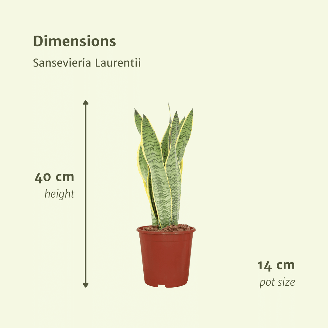 Sansevieria trifasciata 'Laurentii' (Mother-in-Law's Tongue) - 2 plants - 40cm - ø14cm