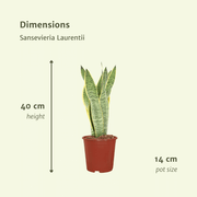 Sansevieria trifasciata 'Laurentii' (Mother-in-Law's Tongue) - 2 plants - 40cm - ø14cm