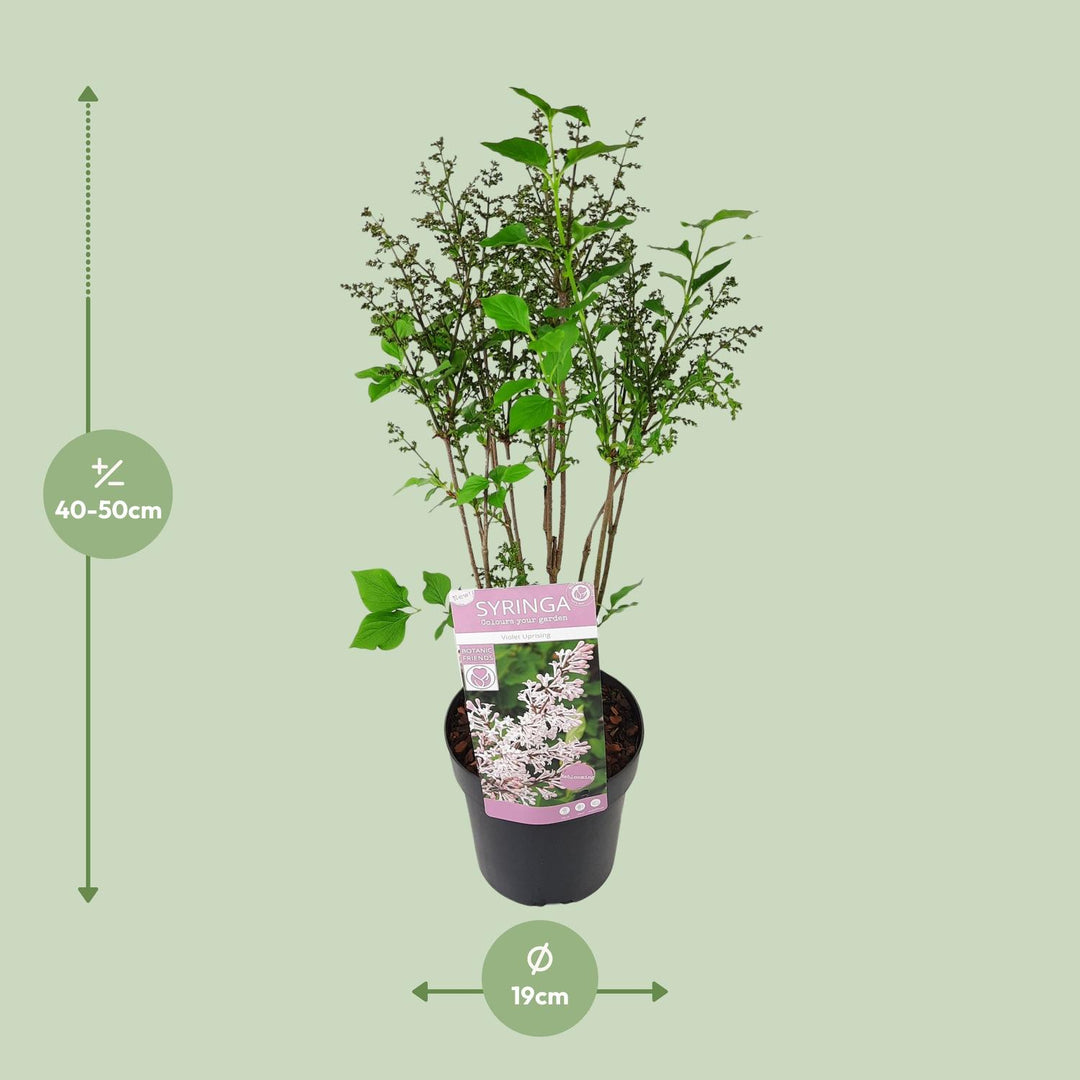 Syringa patula 'Violet Uprising' (Lillà) - Ø19cm- ↕35cm