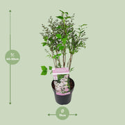 Syringa patula 'Violet Uprising' (Lillà) - Ø19cm- ↕35cm