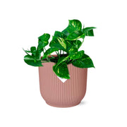 Epipremnum pinnatum ‘Aureum’ - ↕10-20cm - in ELHO Vibes Fold, Pink, Ø14cm