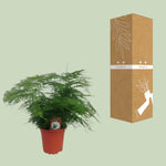 Load image into Gallery viewer, Asparagus setaceus - Ø17cm - ↕45cm