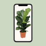 Load image into Gallery viewer, Ficus lyrata - Ø17cm - ↕70cm