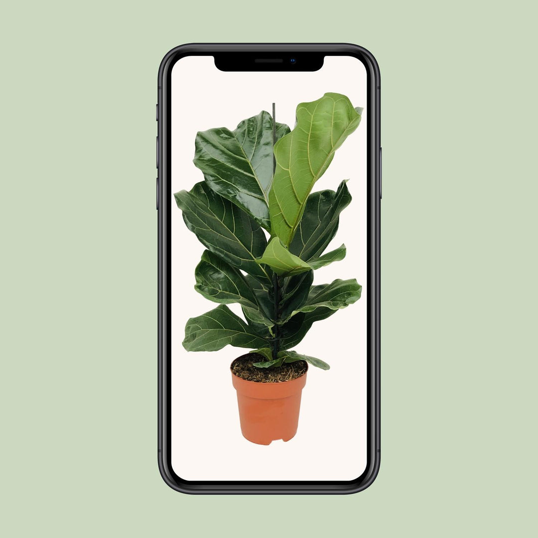 Ficus lyrata - Ø17cm - ↕70cm