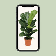 Ficus lyrata - Ø17cm - ↕70cm