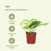 Epipremnum pinnatum 'Marble Queen' - 4 plants - Ø12cm - ↕15cm