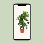 Load image into Gallery viewer, Monstera deliciosa - Ø24cm - ↕105cm