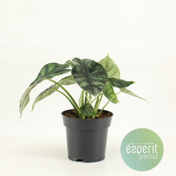 Alocasia baginda 'Dragon Scale' - Ø14cm - ↕25cm
