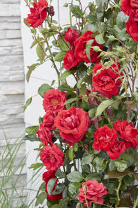 Rosa 'Crazy in love Red', Rossa - 3 piante - Ø15 - ↨65cm