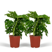 Monstera adansonii 'Monkey Leaf' - 2 Plants - ø12 - ↕30cm