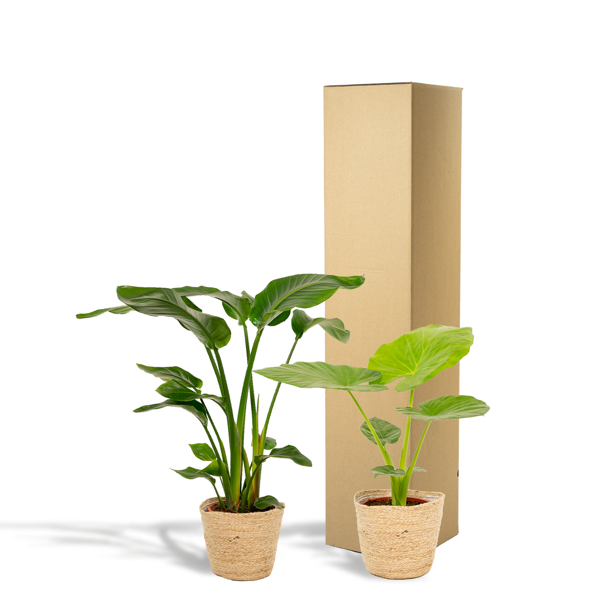 Duo Tropicale da Interno in Cesto Selin - Strelitzia Nicolai - Ø19cm - ↕85cm + Alocasia Macrorrhiza - Ø19cm - ↕70cm