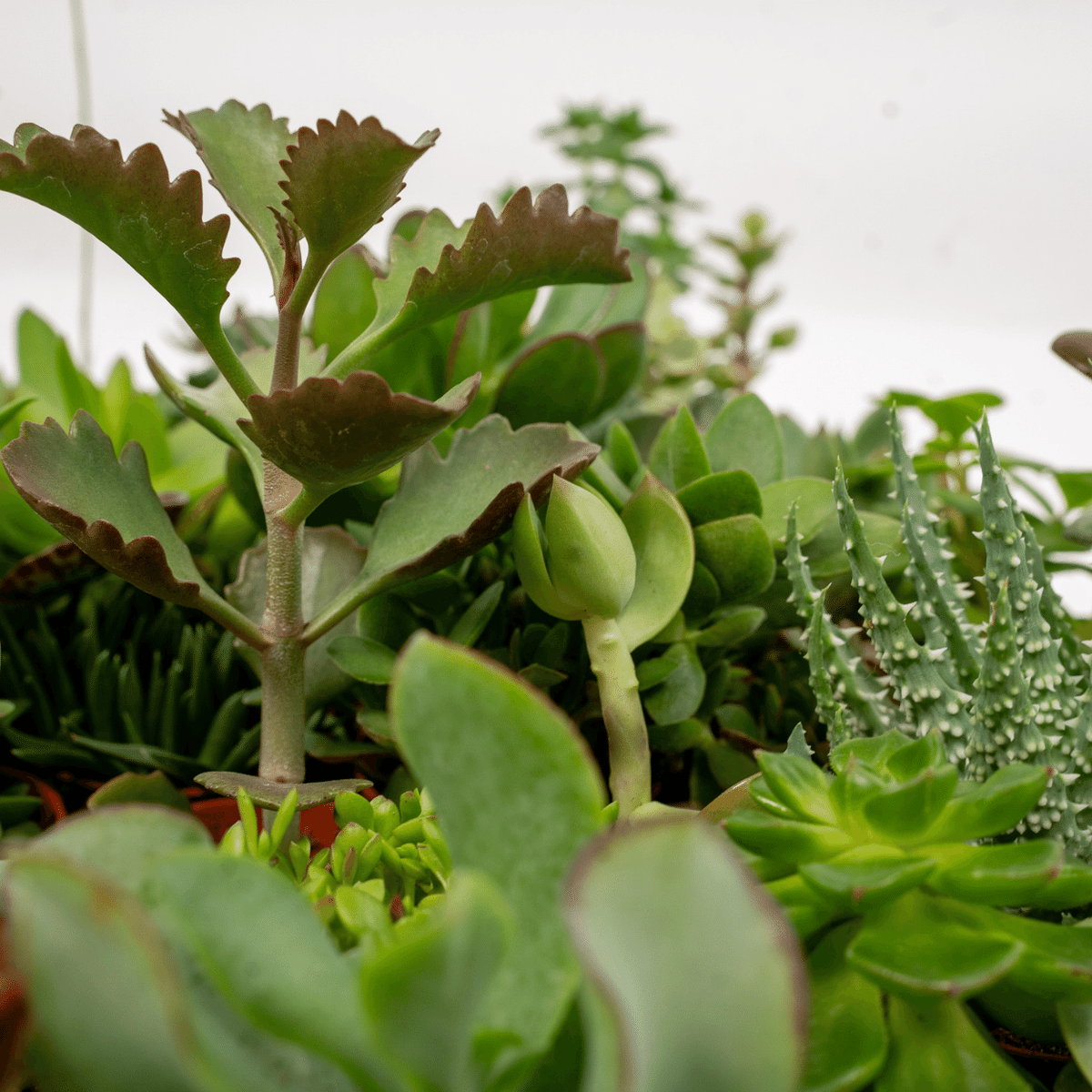 Succulent Mix - 10 plants - Ø5,5cm - ↕7cm