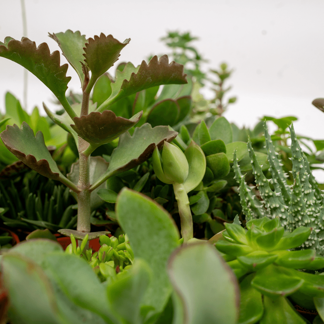 Succulent Mix - 10 plants - Ø5,5cm - ↕7cm