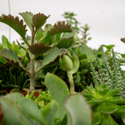 Succulent Mix - 10 plants - Ø5,5cm - ↕7cm