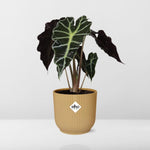 Load image into Gallery viewer, Alocasia amazonica ‘Polly’ in ELHO Vibes Fold pot, Yellow, Ø14cm ↕25cm