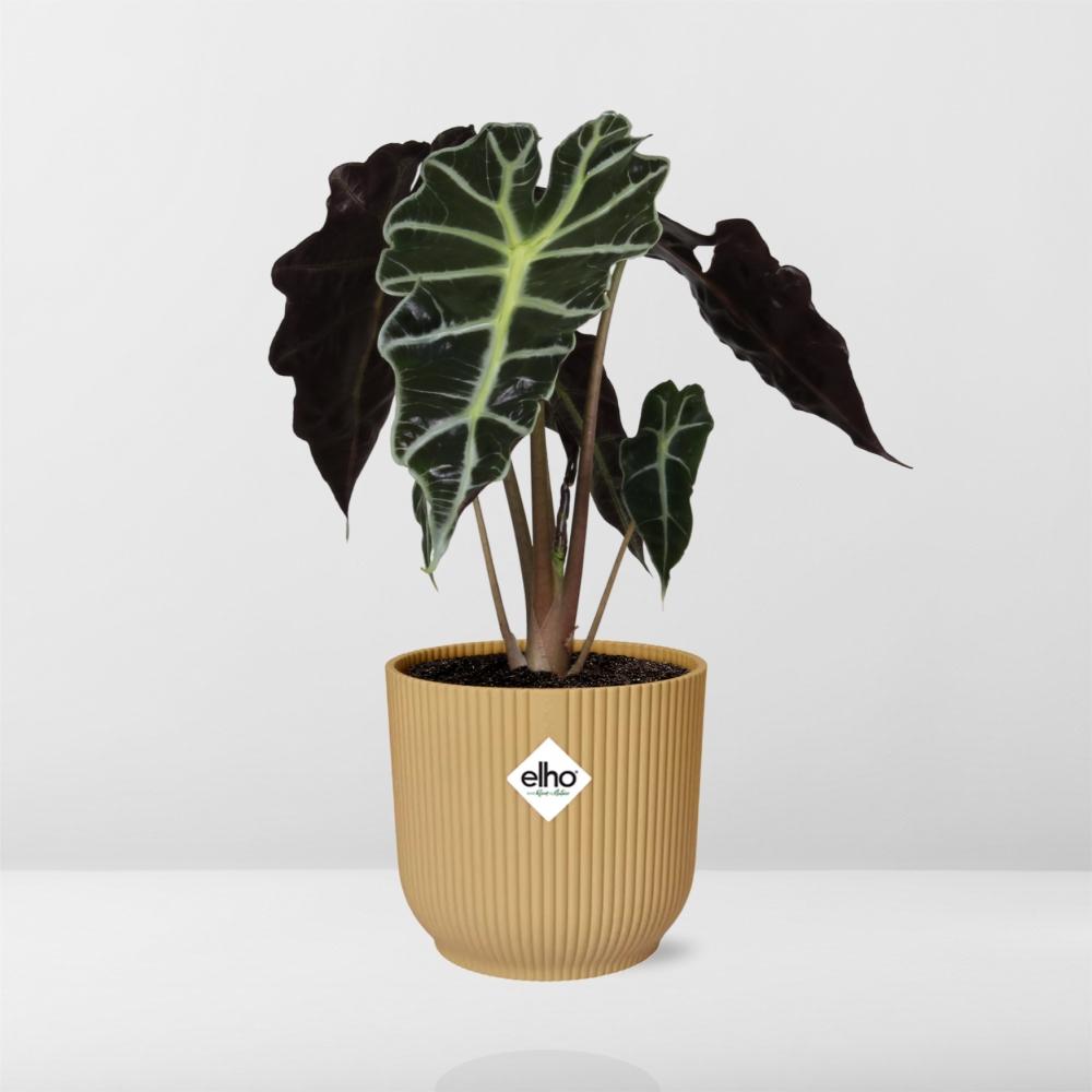 Alocasia amazonica ‘Polly’ in ELHO Vibes Fold pot, Yellow, Ø14cm ↕25cm