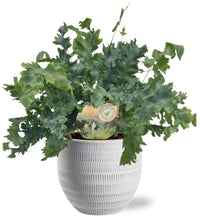 Phlebodium aureum 'Davana' - Ø12cm - ↕35cm + Vaso Bianco 'Beau Pot' D14x13cm