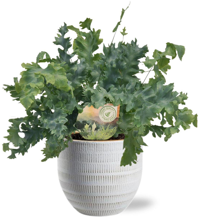Phlebodium aureum 'Davana' - Ø12cm - ↕35cm + Beau Pot, White, D14x13cm