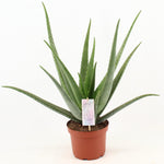 Load image into Gallery viewer, Aloe Vera - Ø19cm - ↕70cm