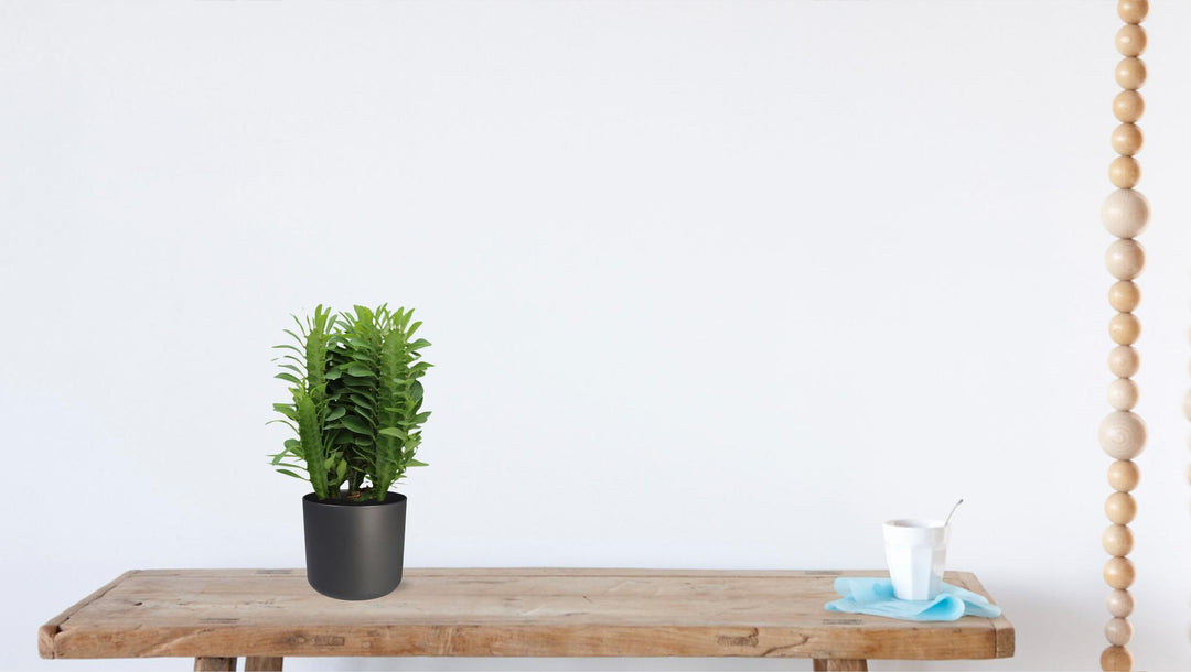 Euphorbia trigona - Ø12cm - ↕40cm