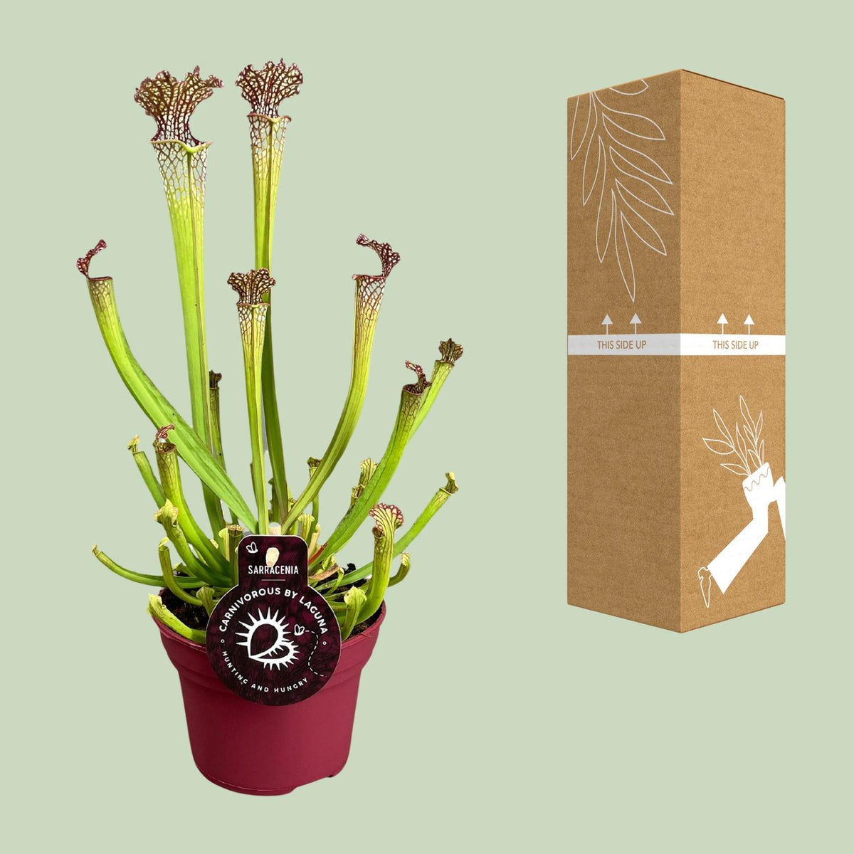Sarracenia 'Farnhamii' - Ø12cm - ↕40cm