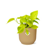 Epipremnum pinnatum ‘Golden Pothos’ - ↕10-20cm - in ELHO Vibes Fold, Yellow, Ø14cm
